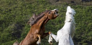 Wild stallions battle over a mare