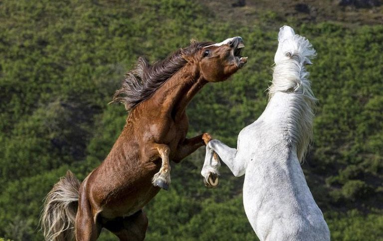 Wild stallions battle over a mare