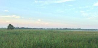 45 acres of farmlands abandoned in Anamaduwa