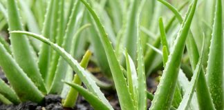 Suspects arrested with 618kg of Aloe vera