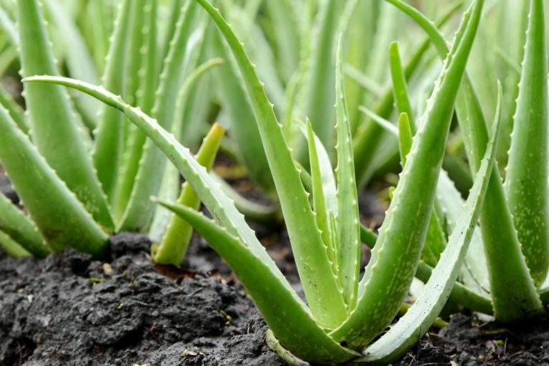 Suspects arrested with 618kg of Aloe vera