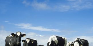 SL Govt to import 2,500 cows from Australia, less than a year after scandal