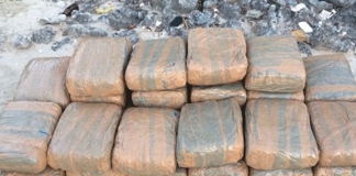 Navy & Police uncover 122.5kg of Kerala cannabis in Jaffna