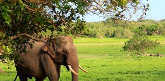 Yala park to be closed for two months from September 1st