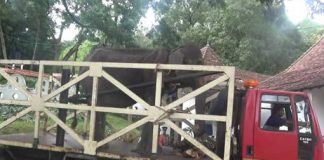 70-year-old ‘Tikiri’ taken back to Kegalle following controversy