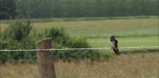 Investigations reveal main cause for electric fence breakdown