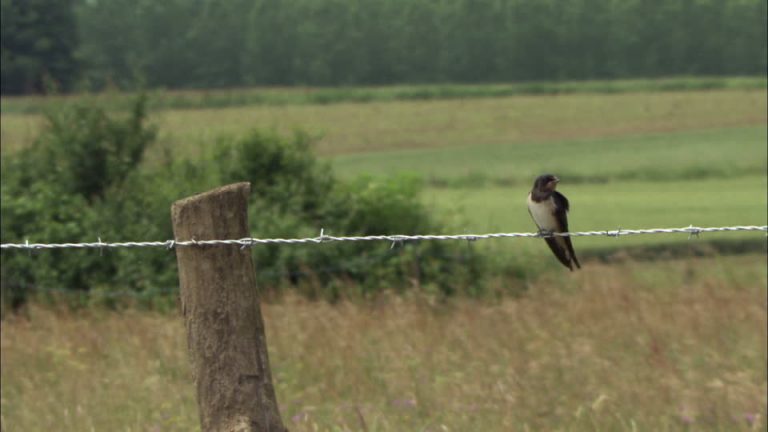 Investigations reveal main cause for electric fence breakdown