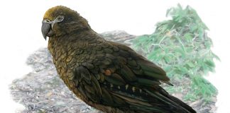 Evidence of ‘Herculean’ parrot found in New Zealand
