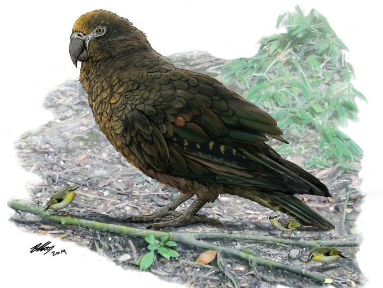 Evidence of ‘Herculean’ parrot found in New Zealand