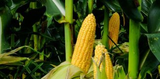SL to import 70,000 MT of corn due to low domestic produce