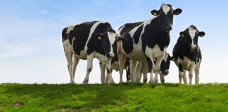 PCoI orders audit report on 20,000 imported milch cows