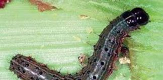 Sena menace has no impact on corn crops this season