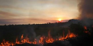 Forest fires grip Colombia as drought intensifies
