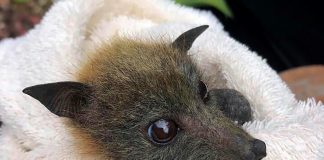 Bats starving to death in Australia drought