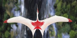 Largest flying animal in history identified: study