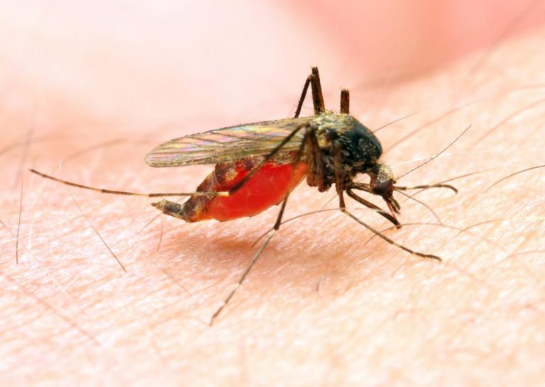 AMC sounds alarm on Malaria outbreak