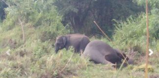 Another elephant carcass found in Habarana