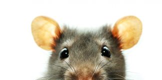 Rat fever patients top 3317 in 8 months
