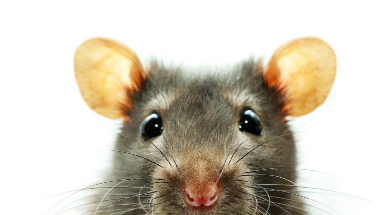 Rat fever patients top 3317 in 8 months
