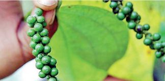 India accused of imposing unrealistic MIP on Lankan pepper