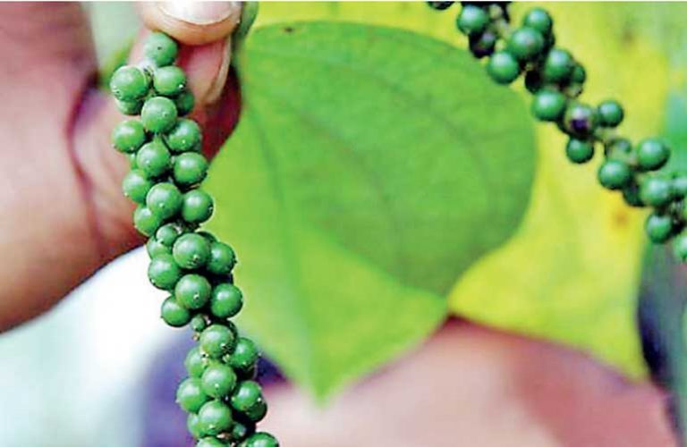 India accused of imposing unrealistic MIP on Lankan pepper