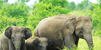 Wildlife Ministry advised to draft policy on management of captive elephants