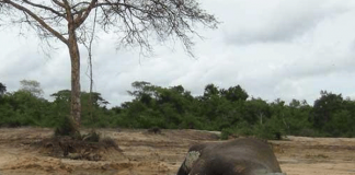 Elephants died due to poison: Wildlife DG