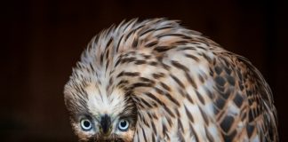 Kremlin-backed falcon project sparks smuggling fears