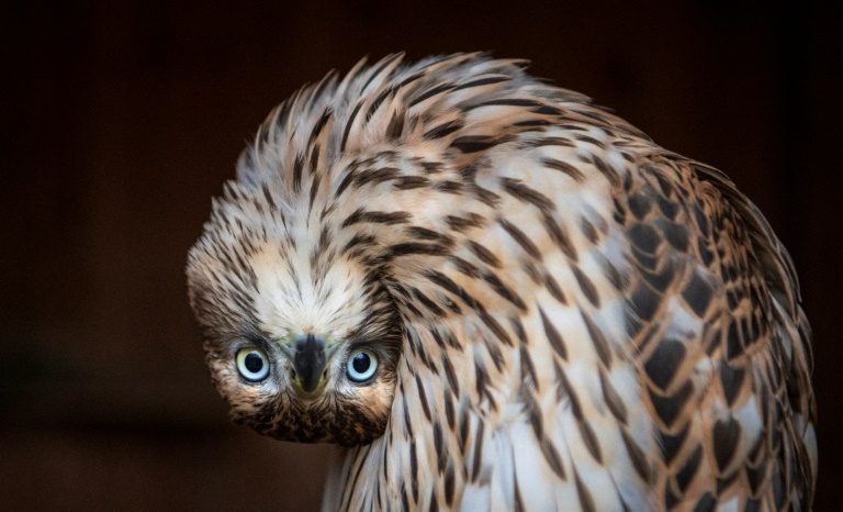 Kremlin-backed falcon project sparks smuggling fears