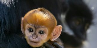 ‘Incredibly rare’ monkey born at Australian zoo