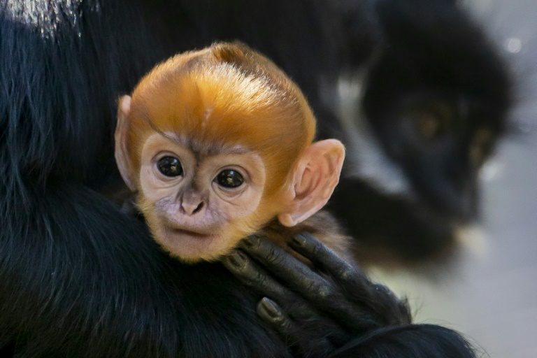 ‘Incredibly rare’ monkey born at Australian zoo