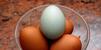 No permission to import chicken, eggs: Minister