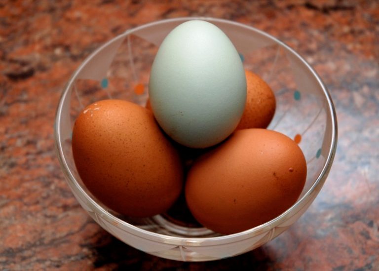 No permission to import chicken, eggs: Minister
