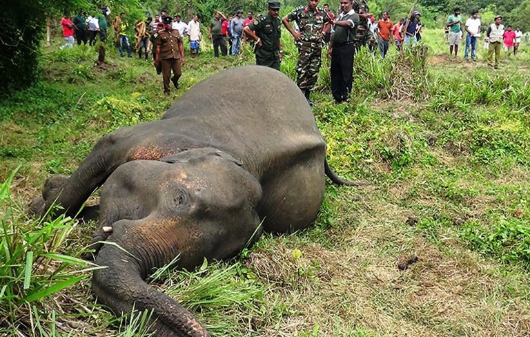 Tougher penalties to protect elephants in Sri Lanka after mass deaths