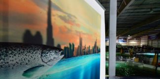 In the deserts of Dubai, salmon farming thrives