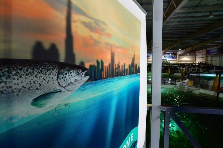 In the deserts of Dubai, salmon farming thrives