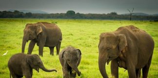 Several villages in a sad plight due to the human-elephant conflict