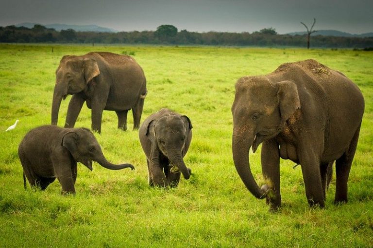 Several villages in a sad plight due to the human-elephant conflict