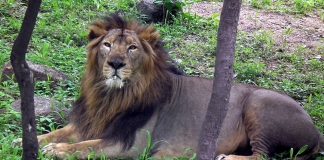 Indian zoo to get four Asiatic lions from Sri Lanka