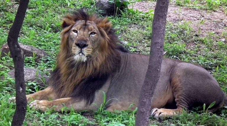 Indian zoo to get four Asiatic lions from Sri Lanka