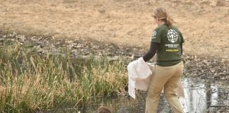 Race to save animals on Australia’s fire-ravaged ‘Galapagos’