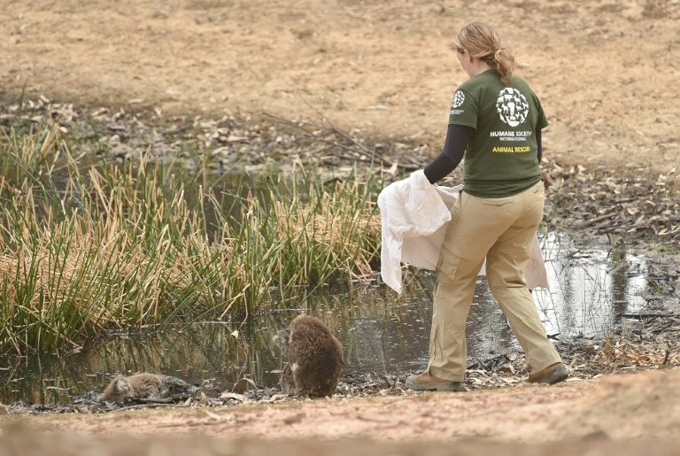 Race to save animals on Australia’s fire-ravaged ‘Galapagos’