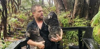 Fires, then floods: How much can a koala bear?