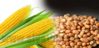 Import of maize and peanuts suspended