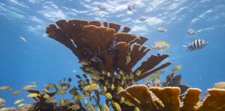 Palau bans ‘reef-toxic’ sunscreen