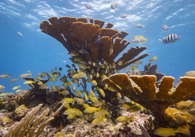 Palau bans ‘reef-toxic’ sunscreen