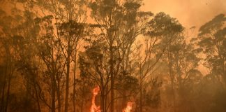 Threatened species hit hard by Australia’s bushfires