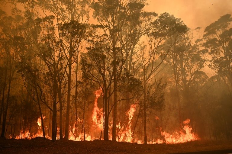 Threatened species hit hard by Australia’s bushfires
