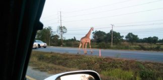 Fugitive giraffe found dead in Thai canal