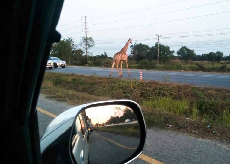 Fugitive giraffe found dead in Thai canal
